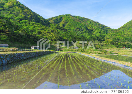 京都草豆梯田 77486305