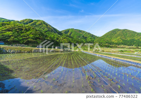 京都草豆梯田 京都草豆梯田 77486322