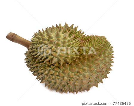 Green durian, a close up of Thai tropical smelly fruit food isolated on white background. 77486456