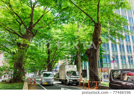 東京府中市櫸樹並路 東京府中市櫸樹並路 77486596