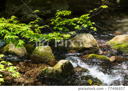 Fresh green is beautiful in the flow of water in early summer 77486857