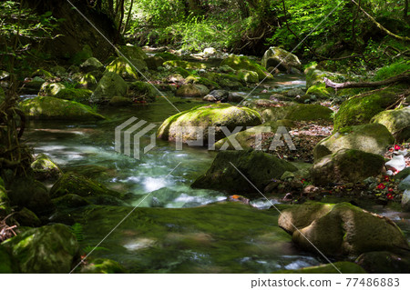 Fresh green is beautiful in the flow of water in early summer 77486883