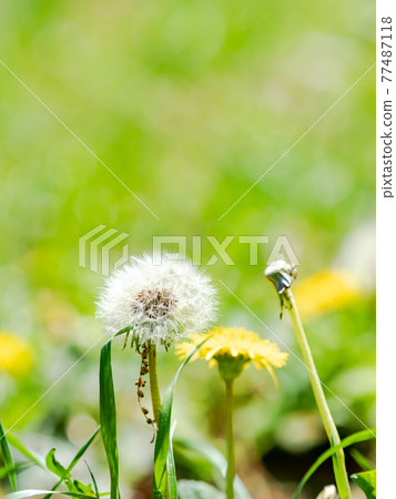 Spring production cute dandelion fluff 77487118