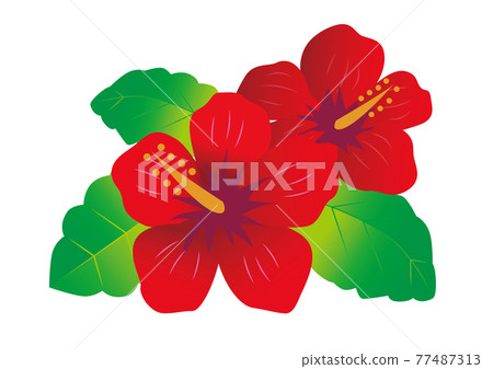 芙蓉花植物 77487313