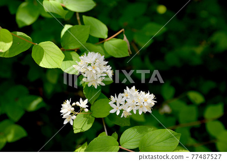 White Marubatsuji blooming on the mountain road in early summer 77487527