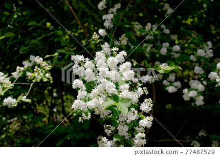 White Marubatsuji blooming on the mountain road in early summer White Marubatsuji blooming on the mountain road in early summer 77487529