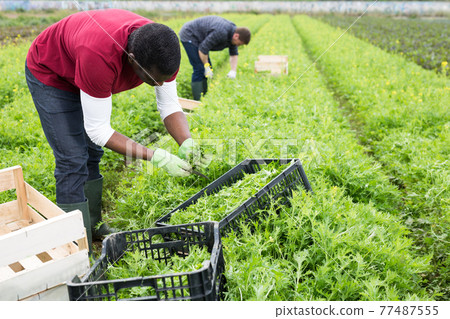 African American farmer harvesting green mizuna 77487555