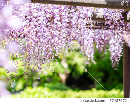 在盛開的紫藤花的春天 77487672