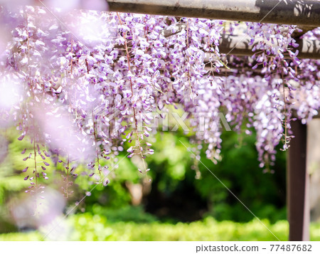 Spring in full bloom wisteria flowers Spring in full bloom wisteria flowers 77487682