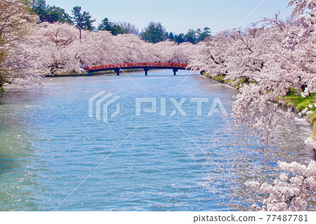 盛開的弘前公園西護城河春和橋櫻花青森縣弘前市 77487781