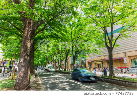 東京府中市櫸樹並路 77487782