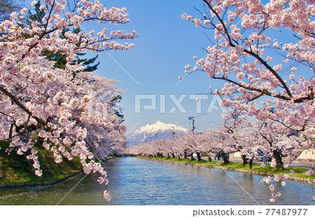 從青森縣弘前市盛開的弘前公園外護城河附近看到的磐城山 77487977