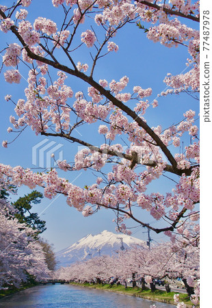 Mt. Iwaki seen from the vicinity of the outer moat of Hirosaki Park in full bloom, Hirosaki City, Aomori Prefecture 77487978
