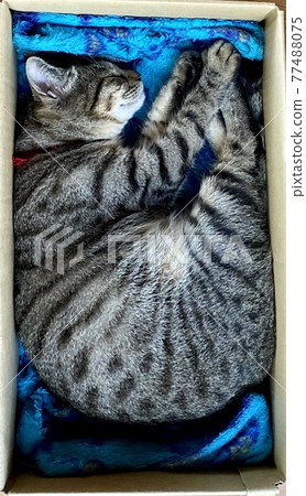 Cats will ship lol 77488075