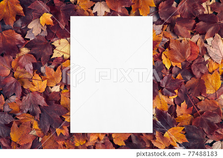 empty white card mockup on fall leaves texture background. 77488183
