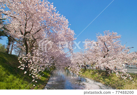 弘前公園外堀花筏青森縣弘前市 照片素材 圖片 圖庫