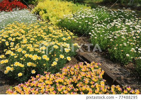 Early summer flowerbed (gardening) 77488295