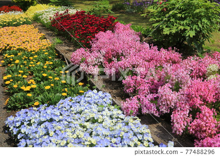 Early summer flowerbed (gardening) Early summer flowerbed (gardening) 77488296