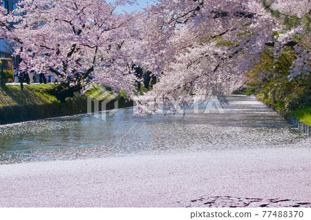 弘前公園外堀花筏景青森縣弘前市 照片素材 圖片 圖庫