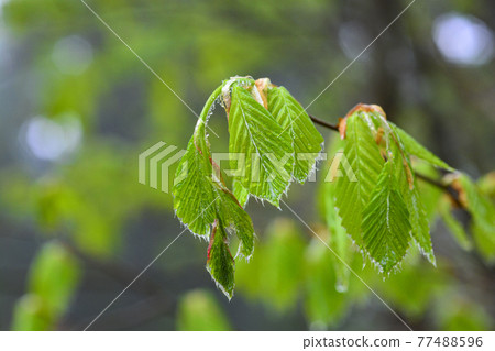 Beech leaf Beech leaf 77488596