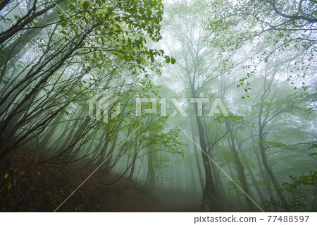 Fresh green of beech covered in fog Fresh green of beech covered in fog 77488597