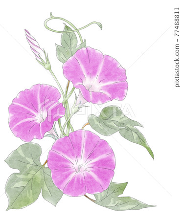 牽牛花水彩 77488811