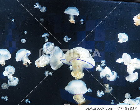 水族館水母 77488837