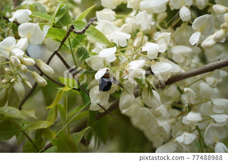 A bear sticking white shrub flower nectar 77488988