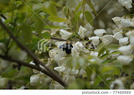 A bear sticking white shrub flower nectar 77488989