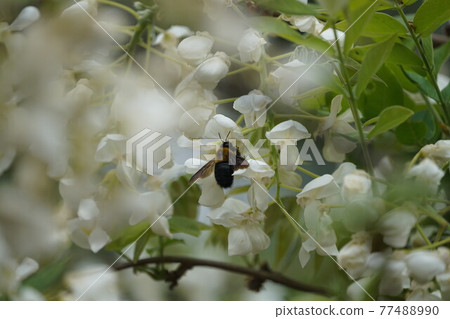 A bear sticking white shrub flower nectar 77488990