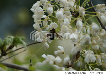 A bear sticking white shrub flower nectar 77488991