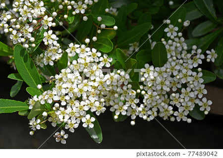 Firethorn Hawthorn (Tokiwayama Hawthorn) 77489042