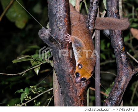 Night Portrait of the brown mouse lemur Microcebus rufus aka eastern rufous or russet in Ranomafana, Fianarantsoa, madagascar Night Portrait of the brown mouse lemur Microcebus rufus aka eastern rufous or russet in Ranomafana, Fianarantsoa, madagascar 77489378