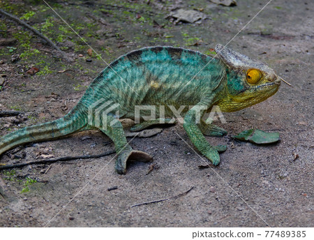 portrait of Parson's chameleon aka Calumma parsonii in Andasibe-Mantadia National Park, Madagascar portrait of Parson's chameleon aka Calumma parsonii in Andasibe-Mantadia National Park, Madagascar 77489385