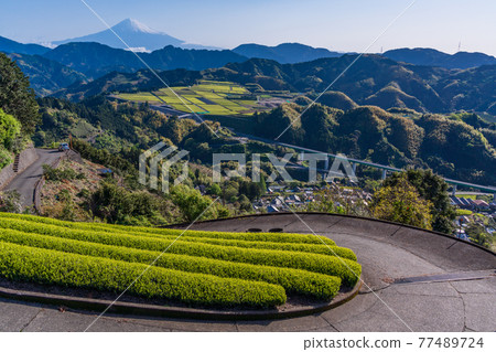 (靜岡縣)吉原茶園上的富士山,即將採茶 (靜岡縣)吉原茶園上的富士山,即將採茶 77489724