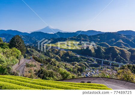 (靜岡縣)吉原茶園上的富士山,即將採茶 (靜岡縣)吉原茶園上的富士山,即將採茶 77489725