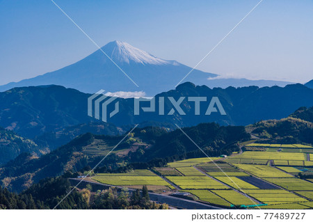(靜岡縣)吉原茶園上的富士山,即將採茶 (靜岡縣)吉原茶園上的富士山,即將採茶 77489727