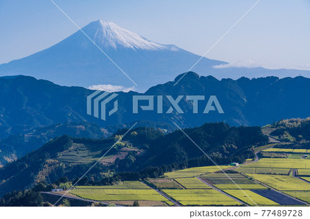 （靜岡縣）吉原茶園上的富士山，即將採茶 77489728
