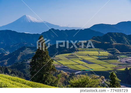 (靜岡縣)吉原茶園上的富士山,即將採茶 (靜岡縣)吉原茶園上的富士山,即將採茶 77489729