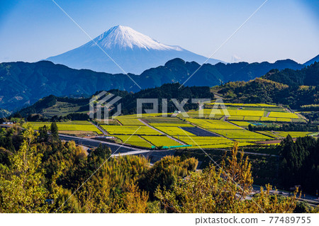 (Shizuoka Prefecture) Mt. Fuji over the tea plantations in Yoshiwara, which is about to pick tea (Shizuoka Prefecture) Mt. Fuji over the tea plantations in Yoshiwara, which is about to pick tea 77489755