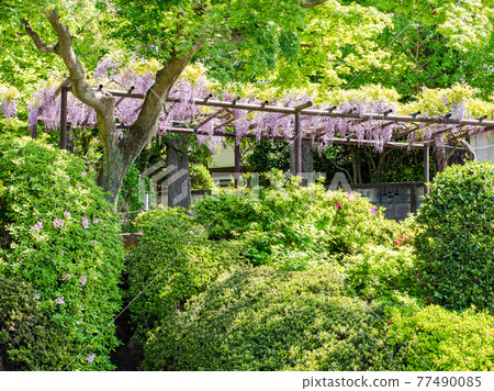 美麗的新鮮綠色和紫藤花架 77490085