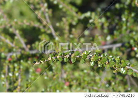 Rock cotoneaster 77490216