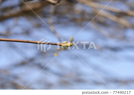 Norway maple Globosum 77490217