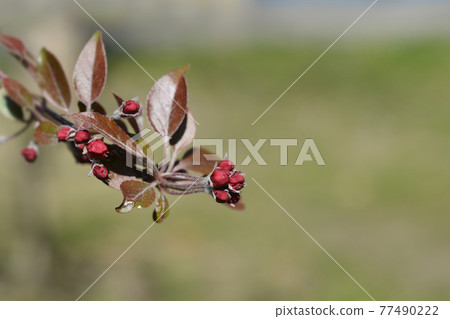 Crabapple 77490222