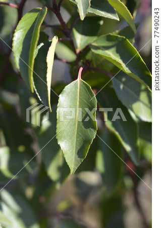 Portuguese Laurel Cherry Portuguese Laurel Cherry 77490243
