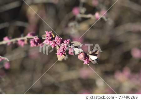 Coralberry Coralberry 77490269