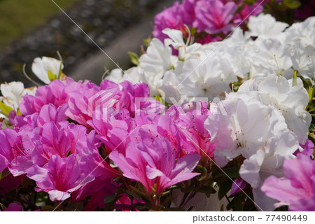 Spring-like white and pink azaleas 77490449