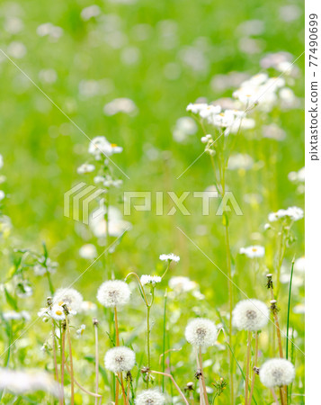 春季製作可愛蒲公英絨毛 春季製作可愛蒲公英絨毛 77490699