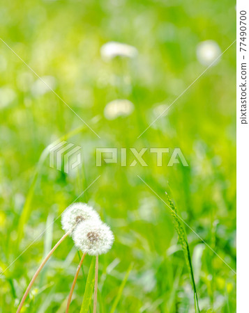 春季製作可愛蒲公英絨毛 77490700