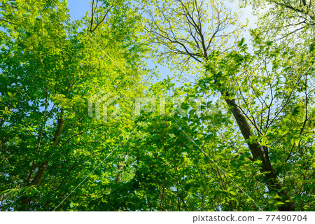 (Saitama Prefecture) Fresh green and blue sky of Bonooreyama (Saitama Prefecture) Fresh green and blue sky of Bonooreyama 77490704